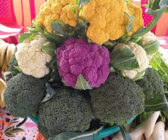 अनिलदीप के खेतों में उग रही पीली और बैंगनी गोभी