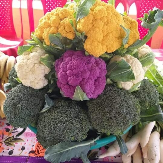 अनिलदीप के खेतों में उग रही पीली और बैंगनी गोभी