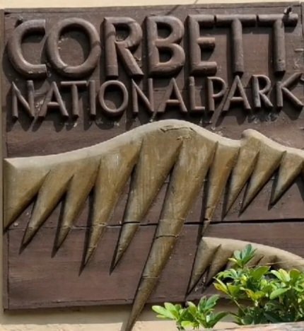 रेस्क्यू किये गए बाघ को पार्क प्रशासन ने छोड़ा