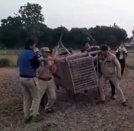 बच्ची की मौत के बाद गुलदार को पकड़ने के लिए वन विभाग ने लगाए गए 3 पिजड़े