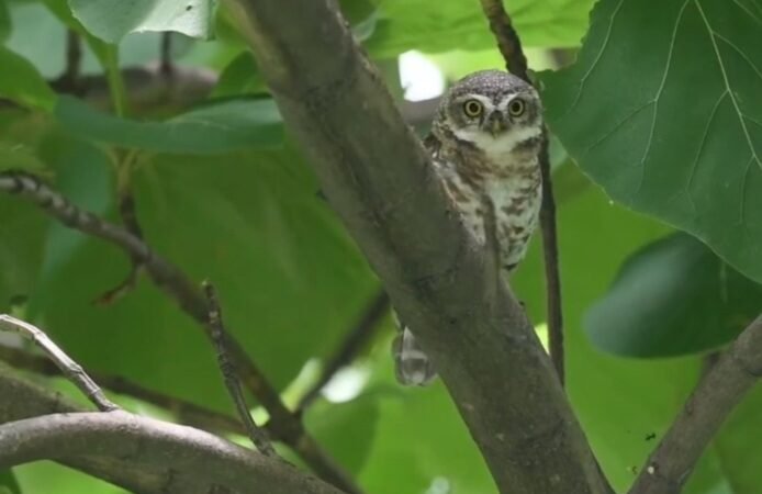 उल्लू के शिकार को लेकर वन विभाग ने किया हाई अलर्ट