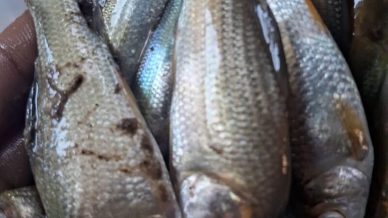 जहरीली दवा डालने से तालाबों में हुई हजारों मछलियों की हुई मौत,उपजिलाधिकारी को करी शिकायत