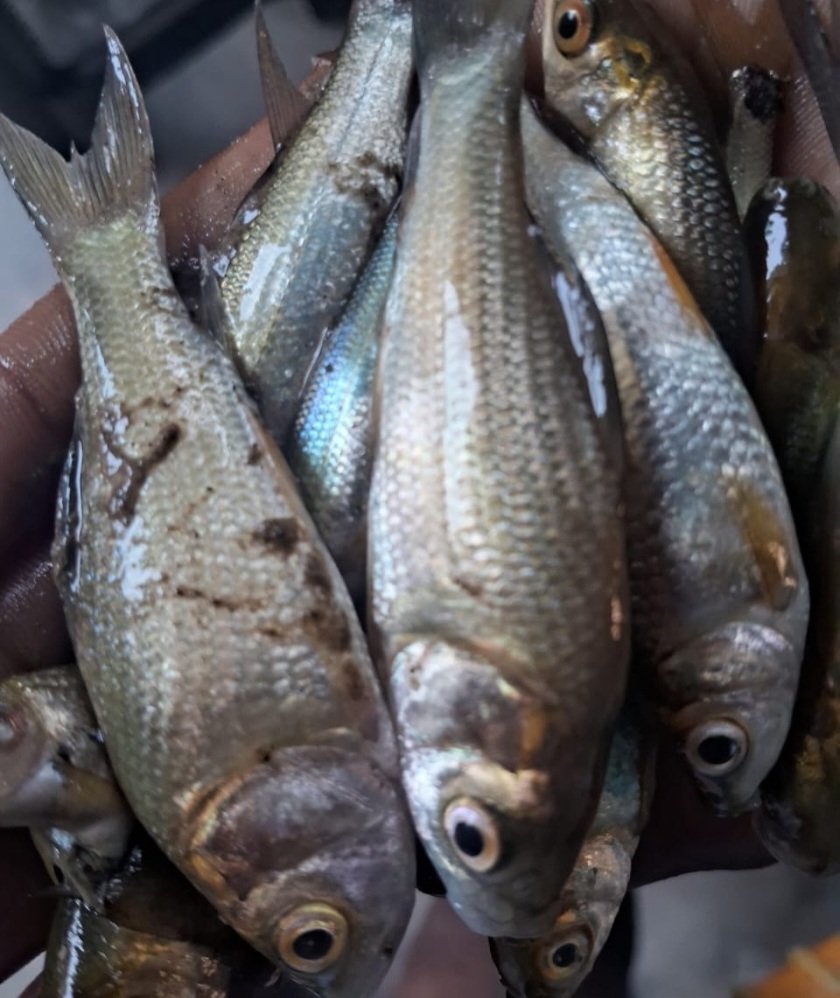 जहरीली दवा डालने से तालाबों में हुई हजारों मछलियों की हुई मौत,उपजिलाधिकारी को करी शिकायत