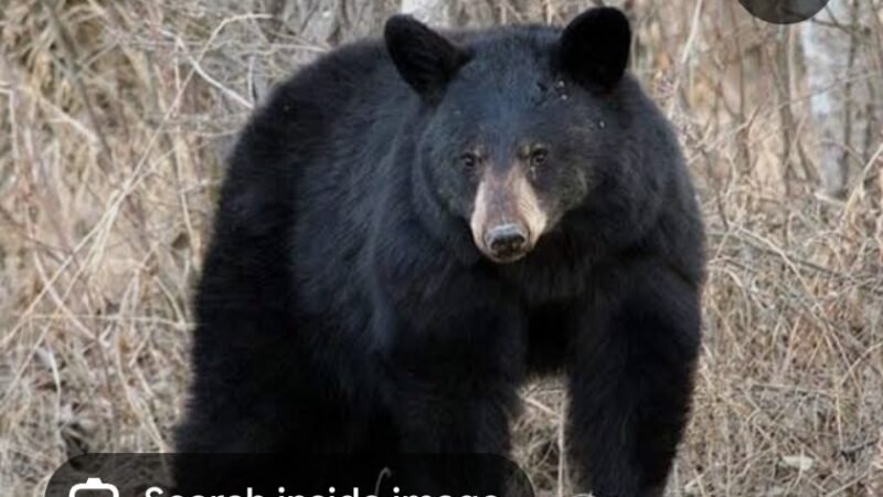 अपने खेत का गन्ना देखने गए युवक पर भालू ने किया हमला, जख्मी