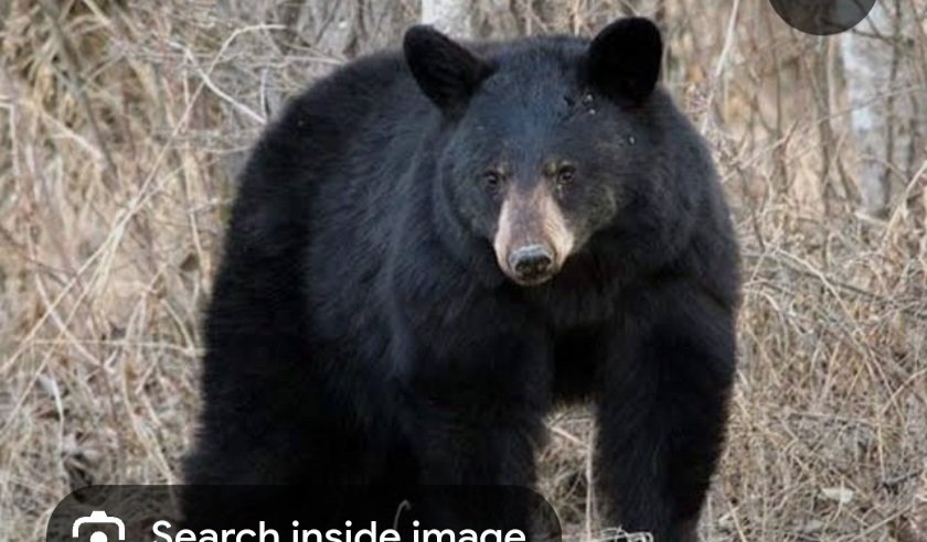 अपने खेत का गन्ना देखने गए युवक पर भालू ने किया हमला, जख्मी