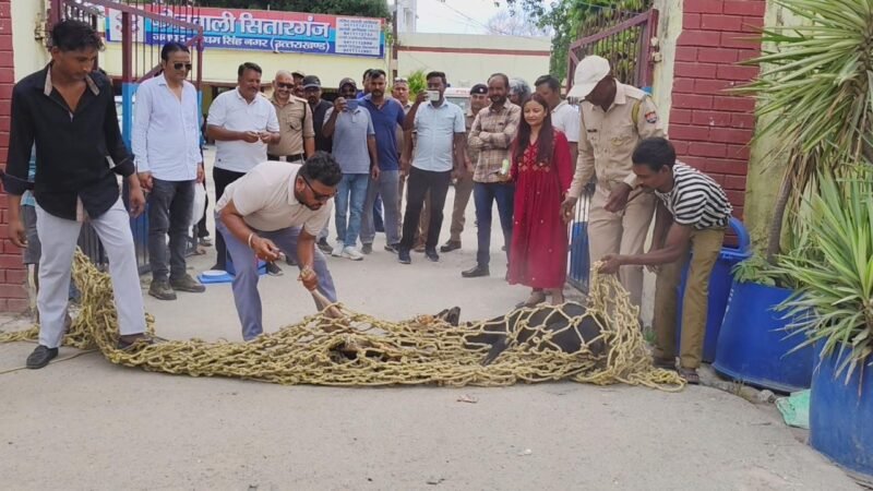 नगर पालिका व पशुपालन विभाग ने शुरू किया एंटी रेबीज टीकाकरण अभियान